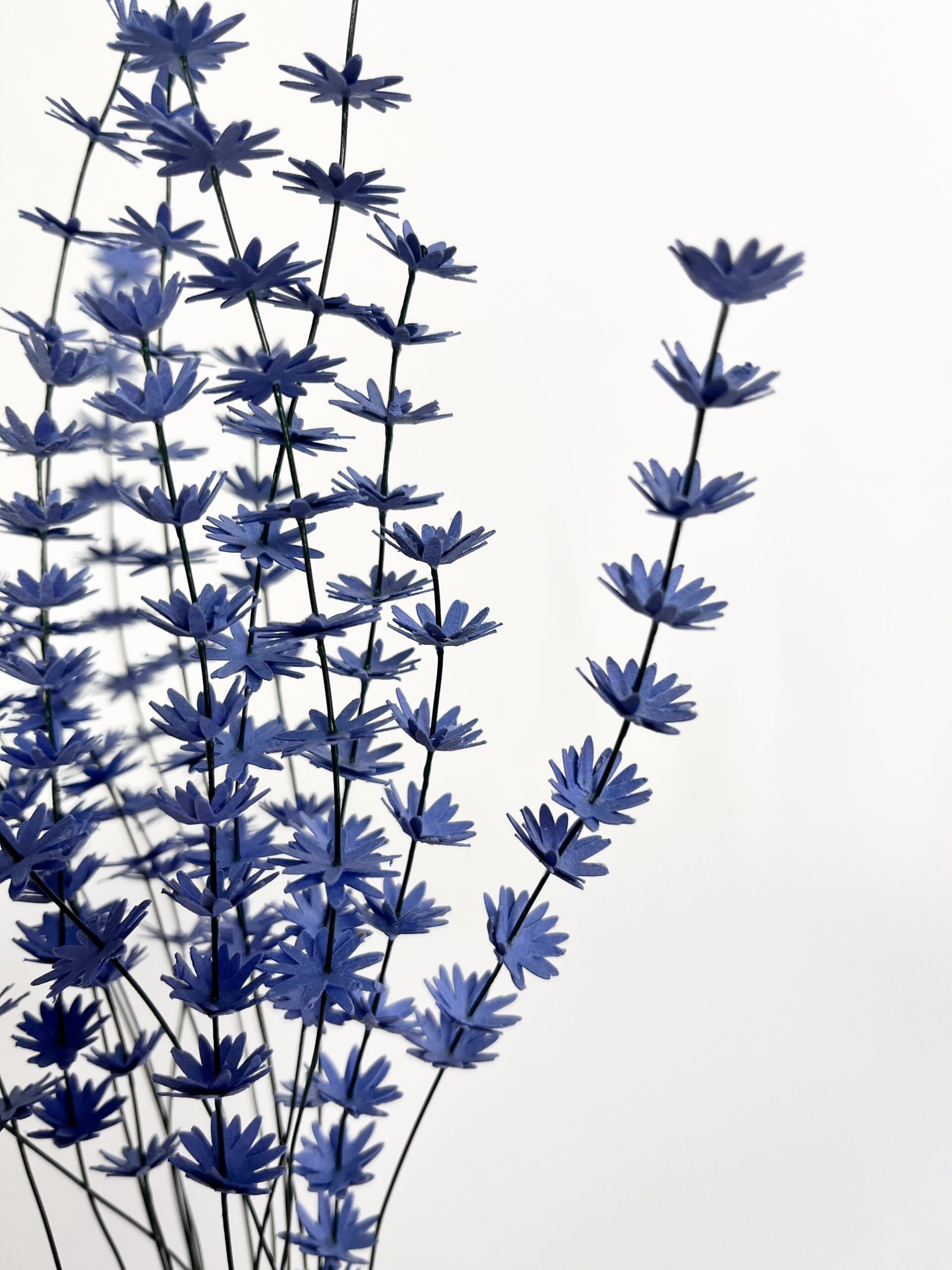 Lavender - immagine 3
