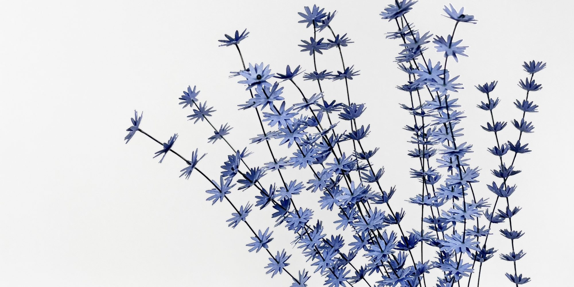 signature project_lavanda